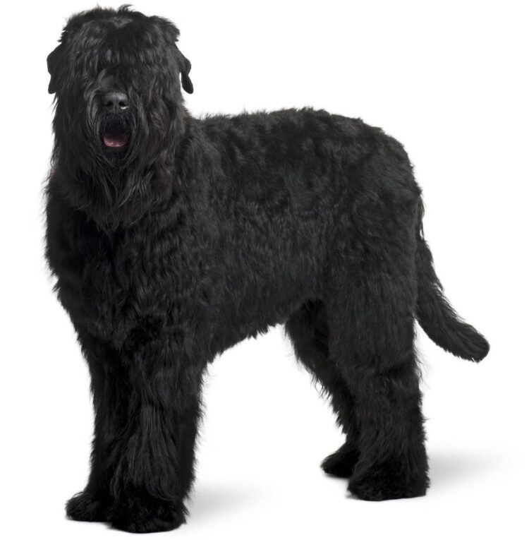 Black Russian Terrier Puppies For Sale