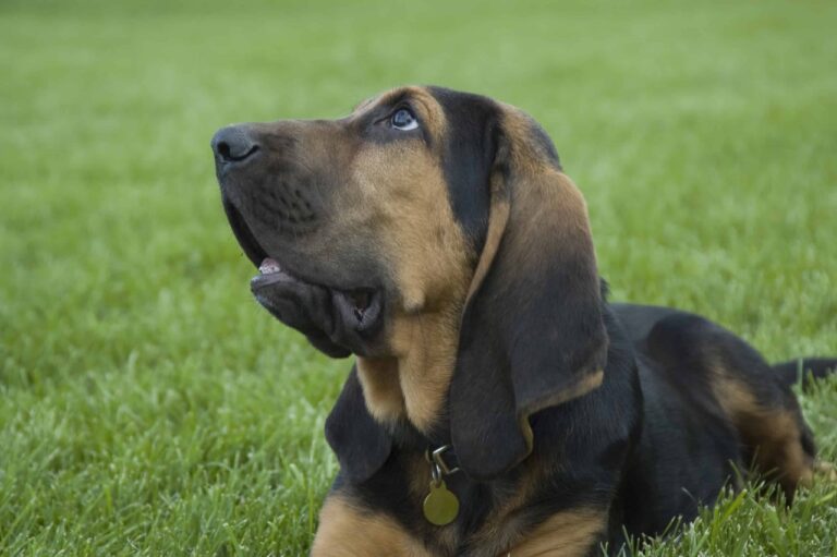 Bloodhound Puppies in india