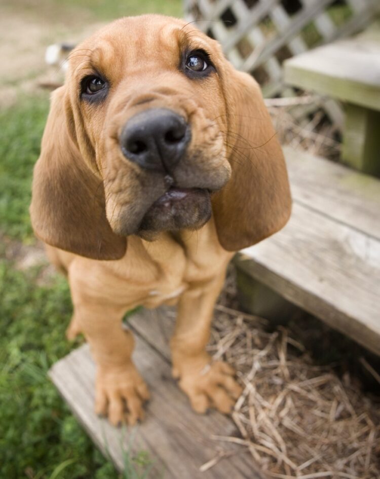 Bloodhound Puppies near me in delhi