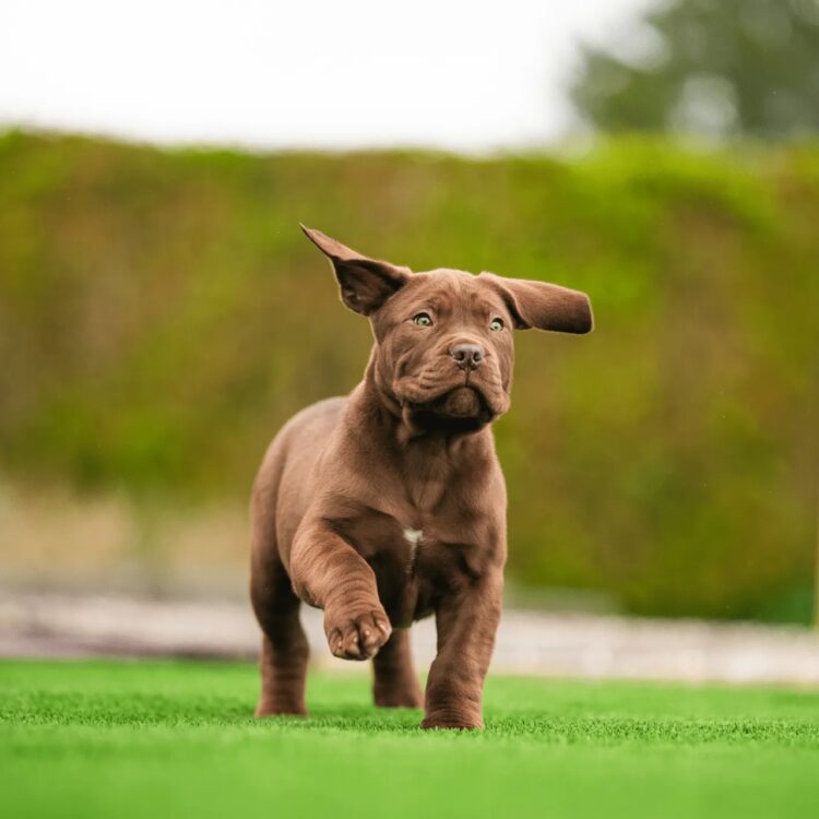 Boerboel Puppies For Sale