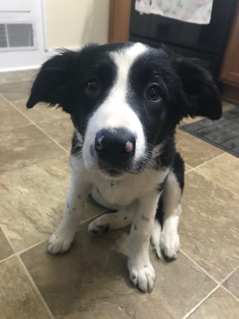 Border Collie Puppies near me