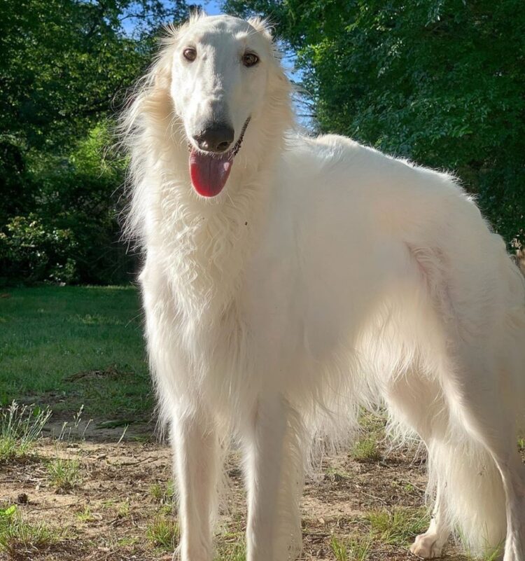 Borzoi Puppies For Sale