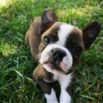 Boston Terrier Puppies For Sale in Delhi