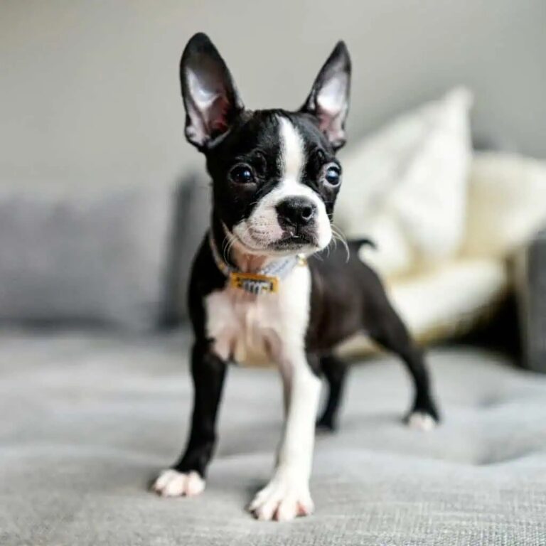 Boston Terrier Puppies for sale in India- vaccinated