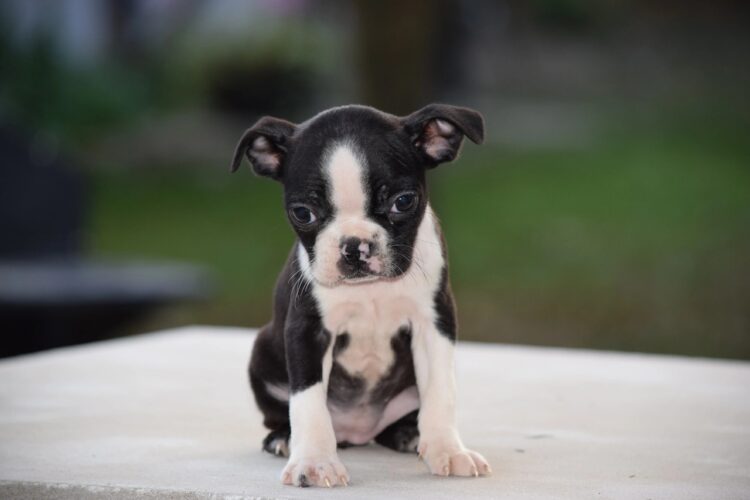 Buy registered Boston Terrier Puppies in Delhi, India