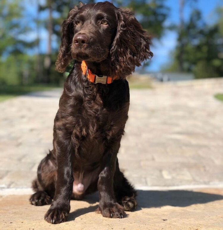 Boykin Spaniel Puppies For Sale