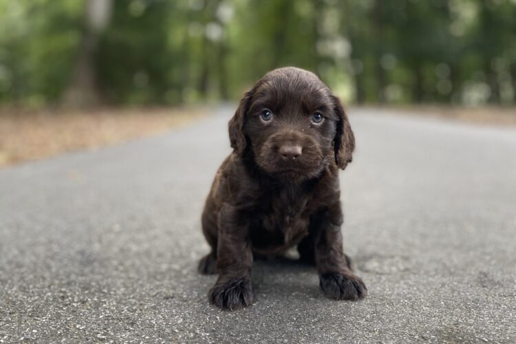 Boykin Spaniel Puppies For Sale