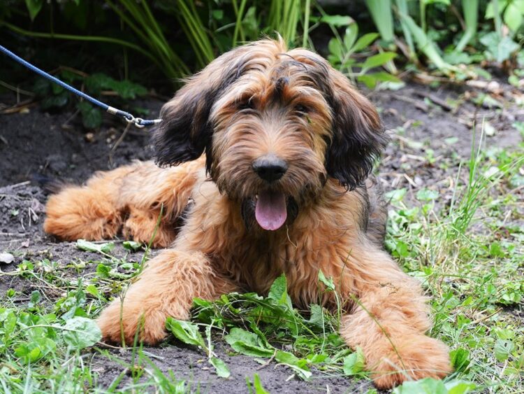 Briard Puppies For Sale