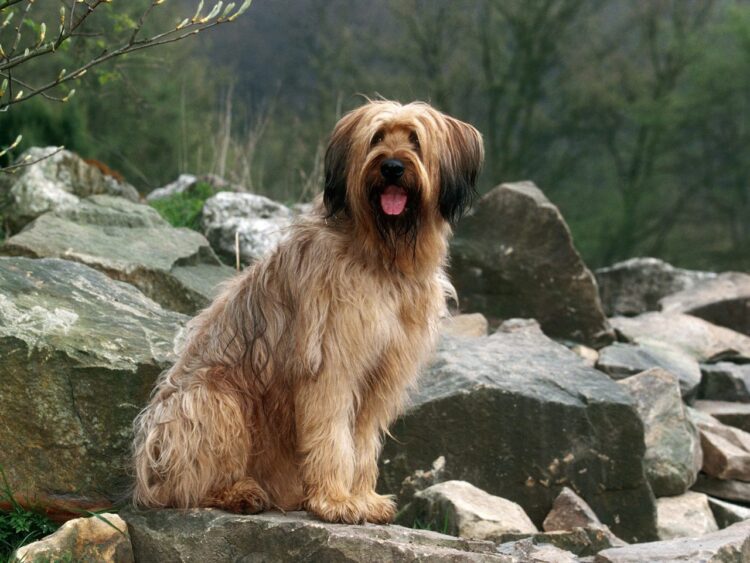 Briard Puppies For Sale