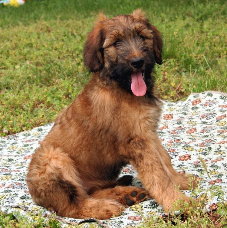 Briard Puppies For Sale