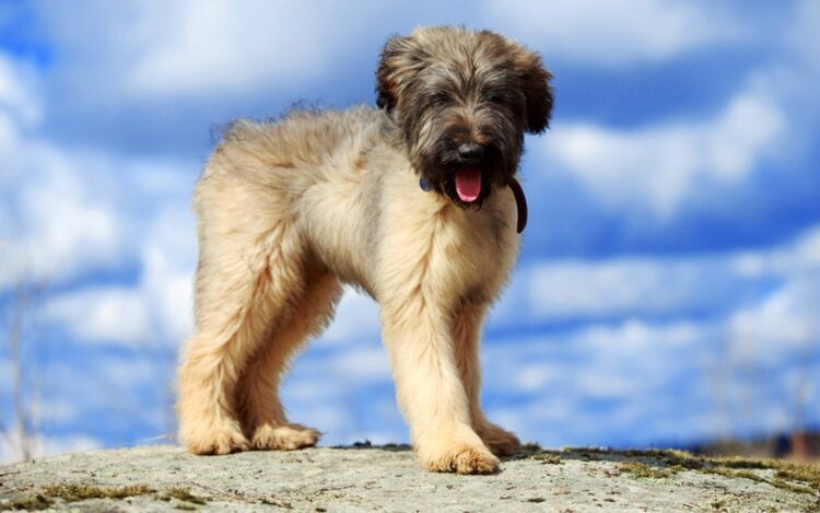 Briard Puppies For Sale