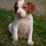 Registered Brittany Spaniel puppy for sale near me
