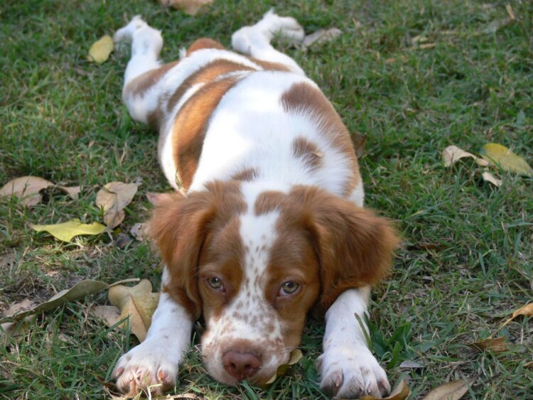 Buy vaccinated Brittany Spaniel puppy in Delhi, India