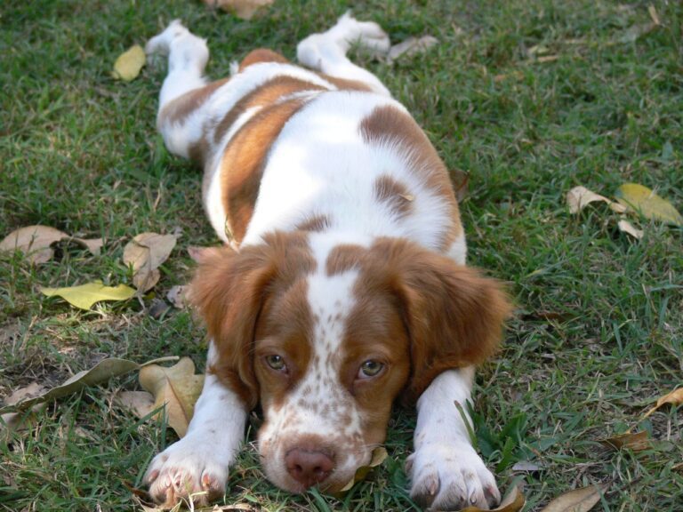 Buy vaccinated Brittany Spaniel puppy in Delhi, India