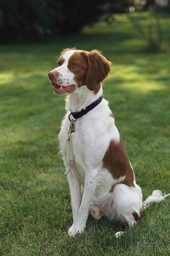 Buy Brittany Spaniel puppy near me in Delhi, India