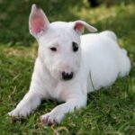 Bull Terrier Puppies For Sale