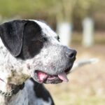 Bully Kutta Puppies For Sale in Delhi, India