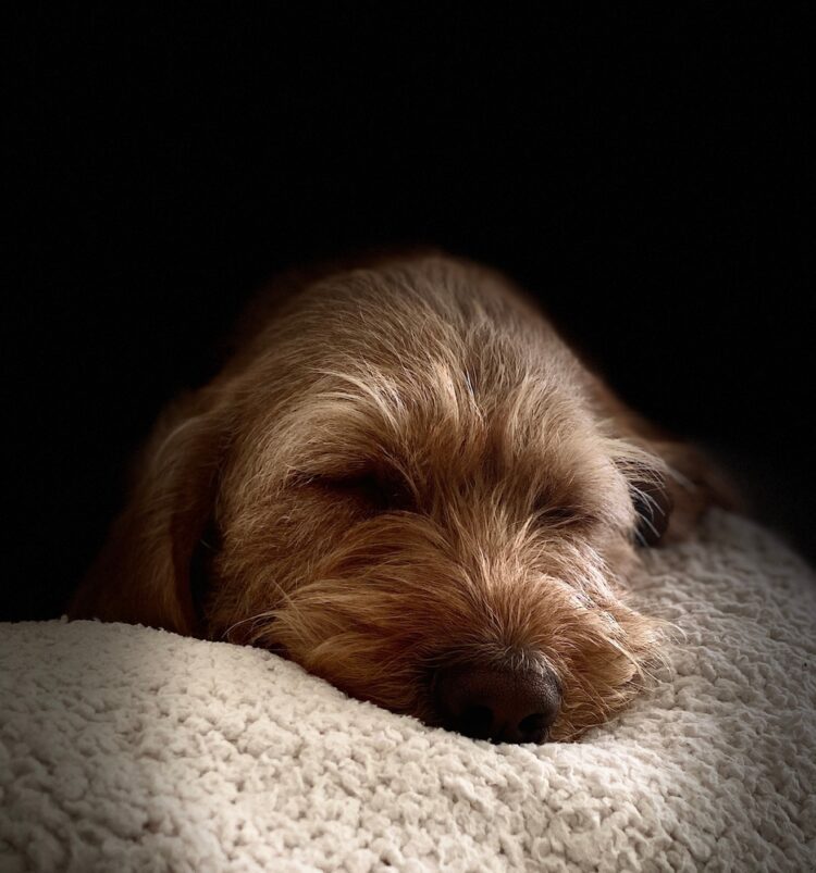 Basset Fauve De Bretagne Puppies For Sale