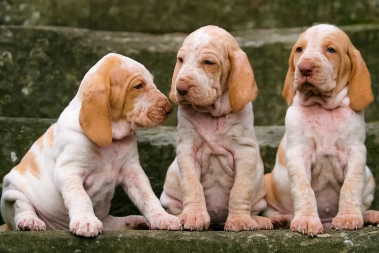 Bracco Italiano Puppies For Sale