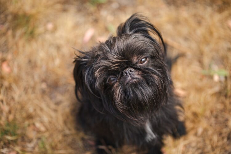 Brussels Griffon Puppies For Sale