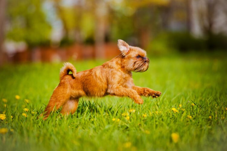 Brussels Griffon Puppies For Sale