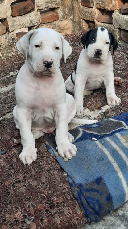 Buy Cute Bully Kutta Puppy in delhi, India