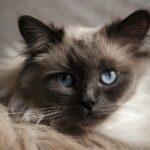 Burmese Cats/Kittens for sale near me in Delhi