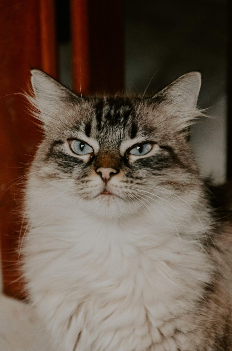 Buy registered Burmese Cats/Kittens in India