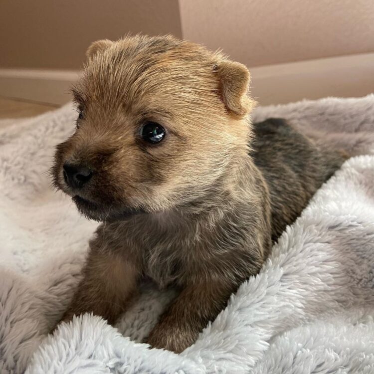 Cairn Terrier Puppies For Sale