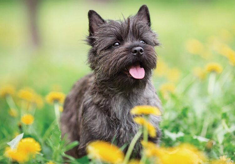 Cairn Terrier Puppies For Sale