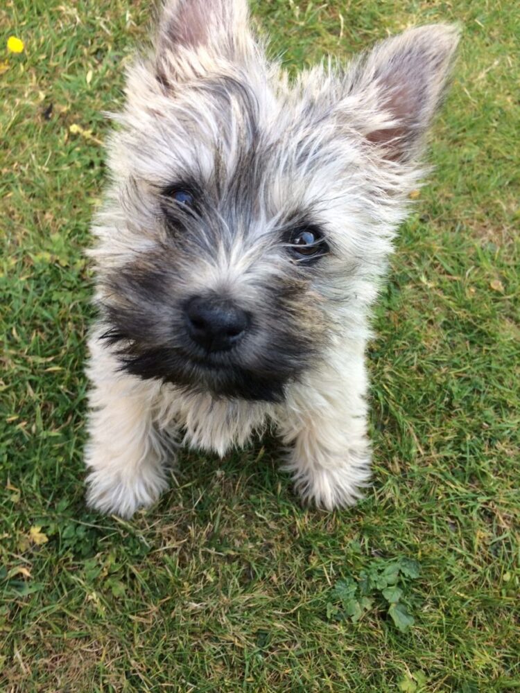 Cairn Terrier Puppies For Sale