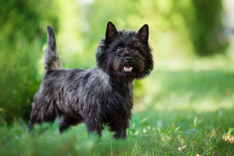 Cairn Terrier Puppies For Sale