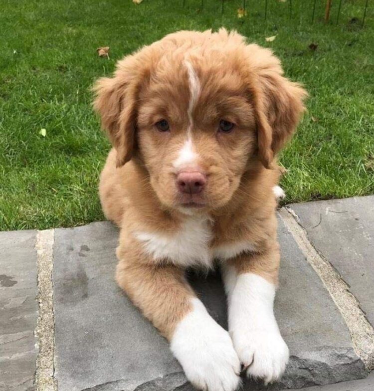Canadian Golden Retriever Puppies For Sale