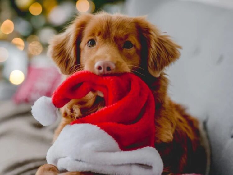 Canadian Golden Retriever Puppies For Sale