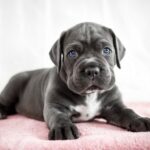 Cane Corso Grey Puppies For Sale