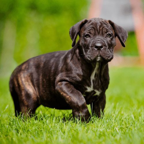 Cane Corso puppies indelhi