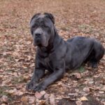 Cane Corso puppies for sale