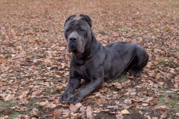 Cane Corso puppies for sale