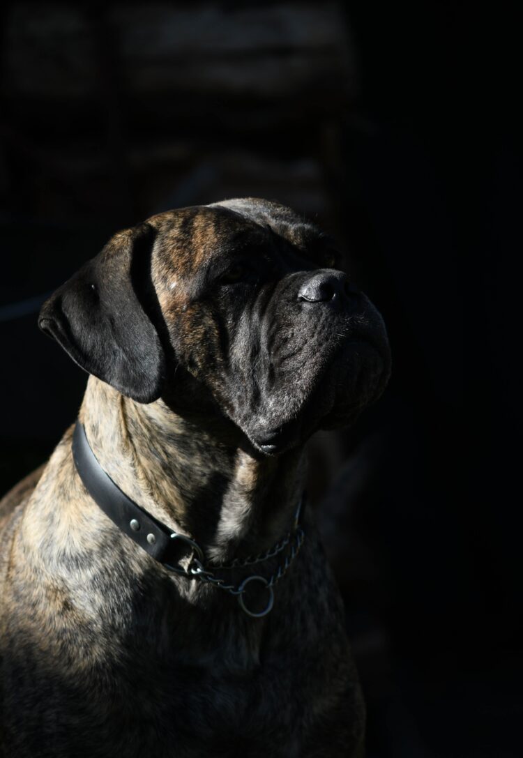 Cane Corso Brindle for sale Delhi