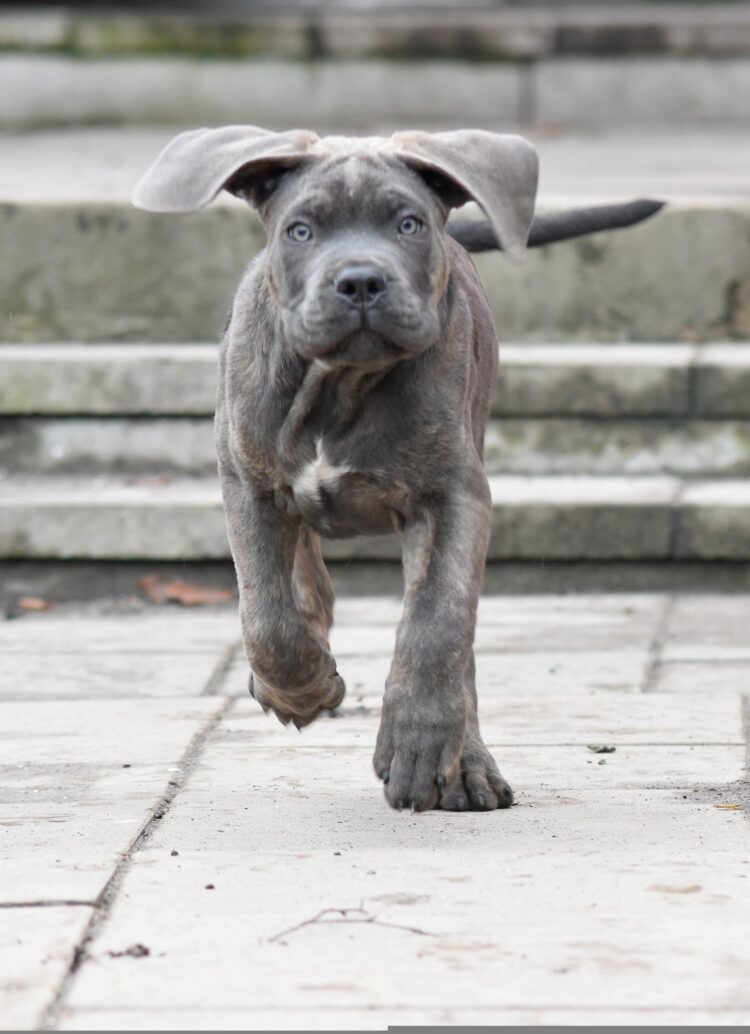 Buy Cane Corso Brindle near me