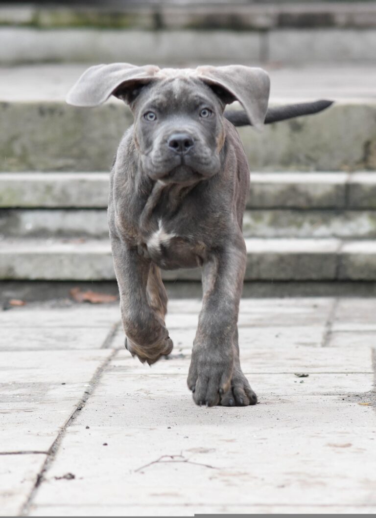 Buy Cane Corso Brindle near me