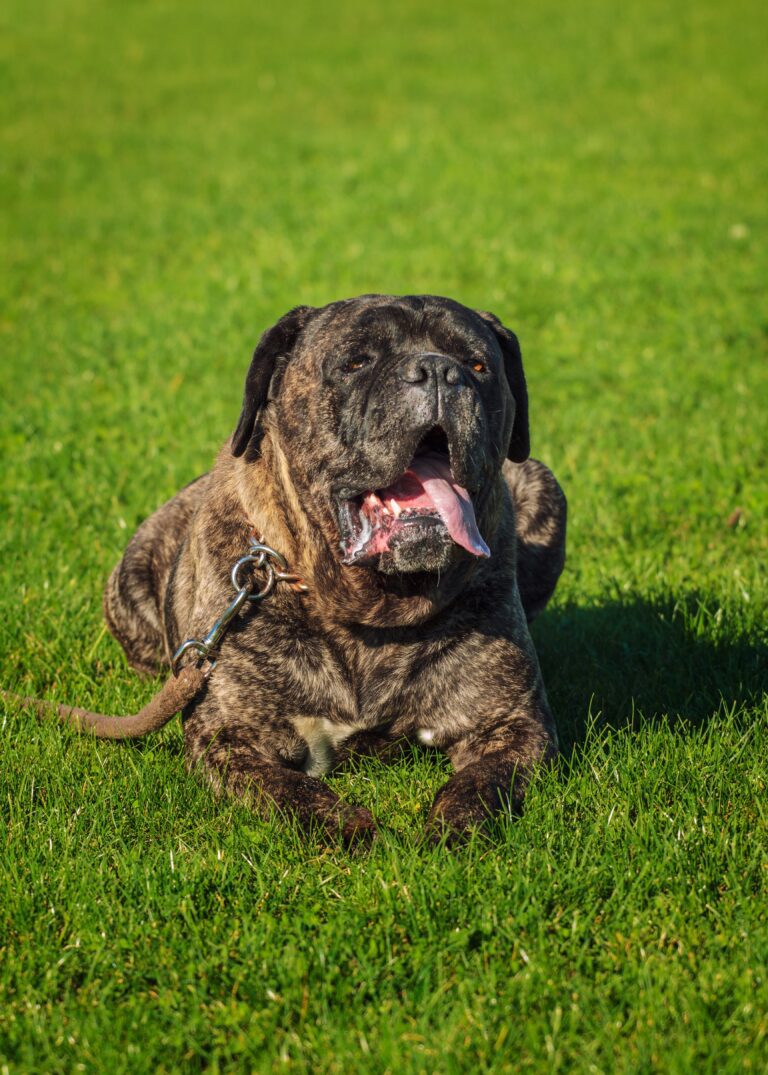 Cane corso brindle puppy for sale