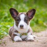 Buy Cardigan Corgi Puppies in Delhi, India