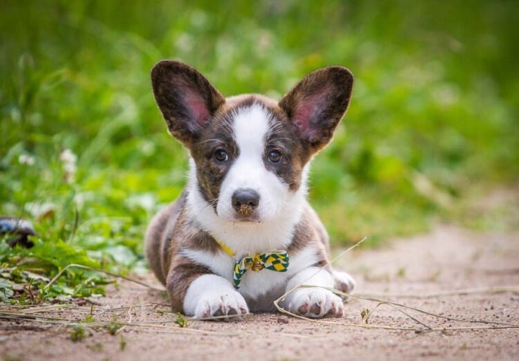 Buy Cardigan Corgi Puppies in Delhi, India
