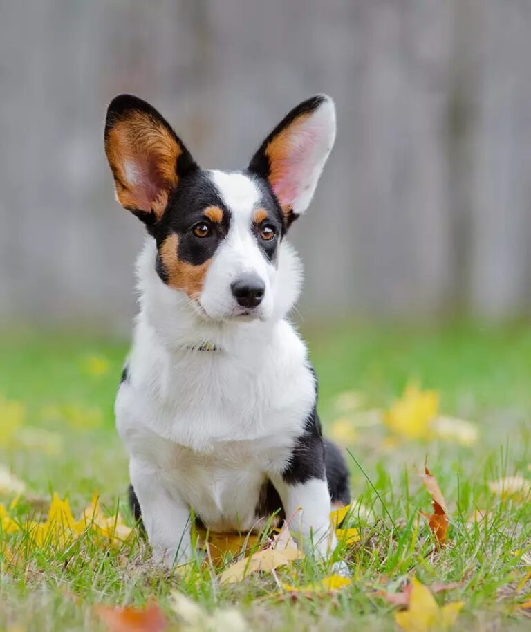 Cardigan Corgi Puppies for sale- registered