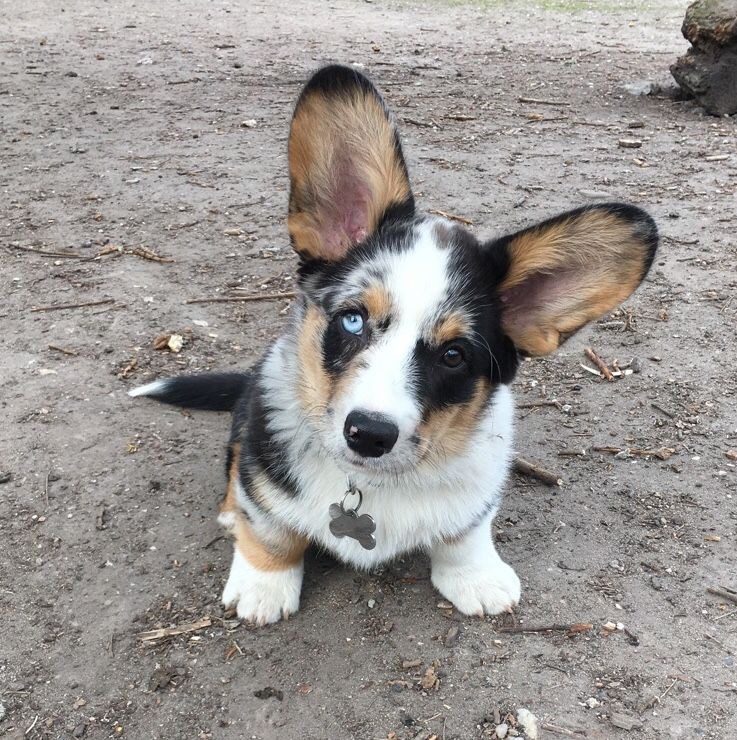 Buy Cardigan Corgi Puppies in Delhi, India