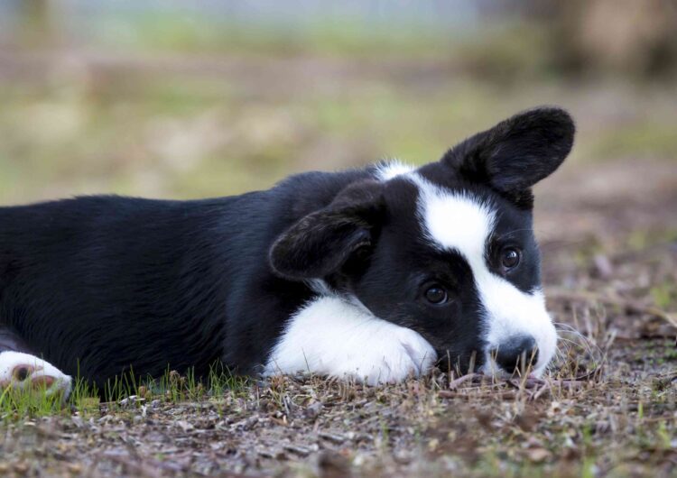 Buy vaccinated Cardigan Corgi Puppies in Delhi
