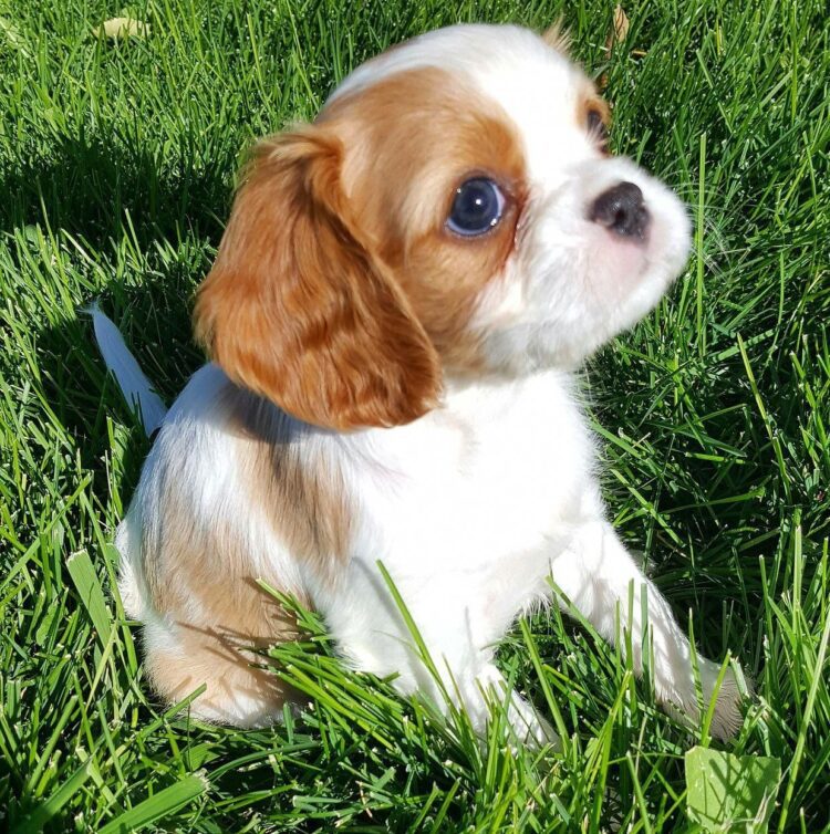 Buy Cavalier King Charles Spaniel Puppies in Delhi, India