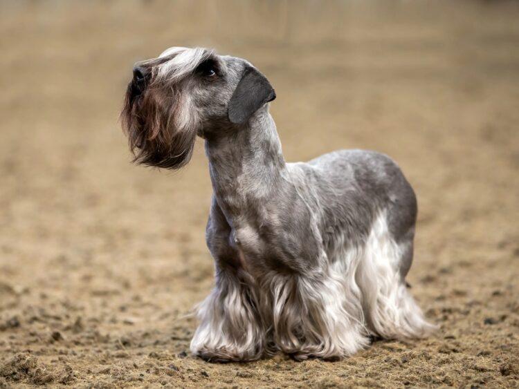 Cesky Terrier Puppies For Sale