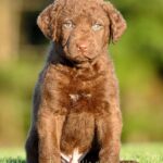 Chesapeake Bay Retriever for sale